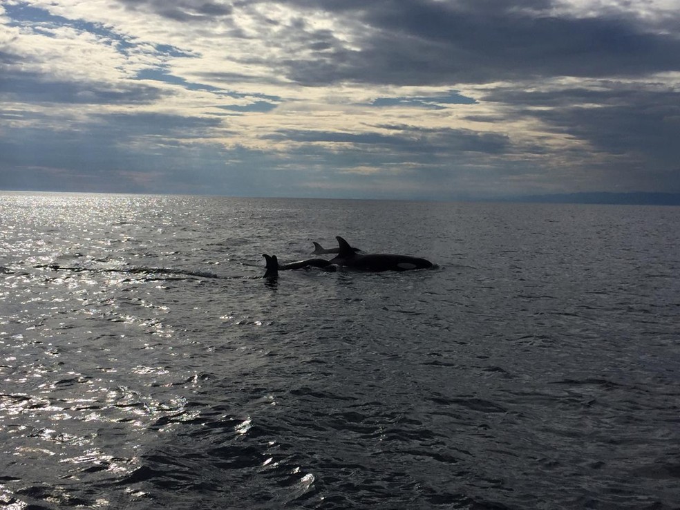 O especialista destaca o comportamento social das orcas, característica típica dos golfinhos — Foto:  Juan Pablo Quimbaio/Arquivo Pessoal