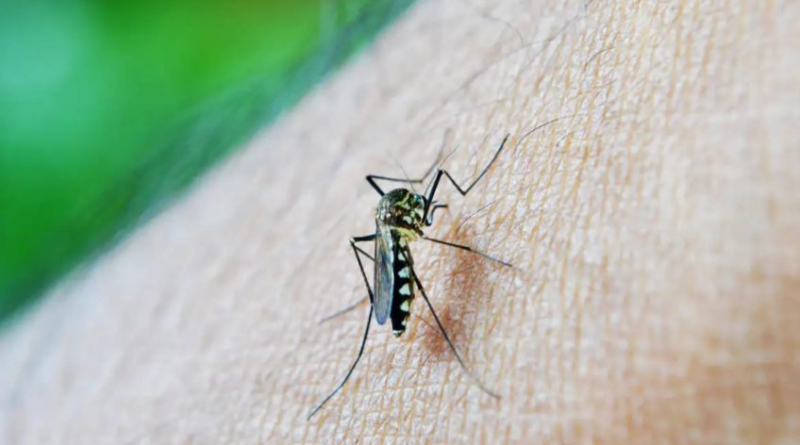 Brasil registra mais 182.752 casos prováveis de dengue – Poder360