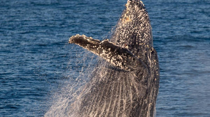 Conheça passeios para encontrar baleias e golfinhos no litoral brasileiro