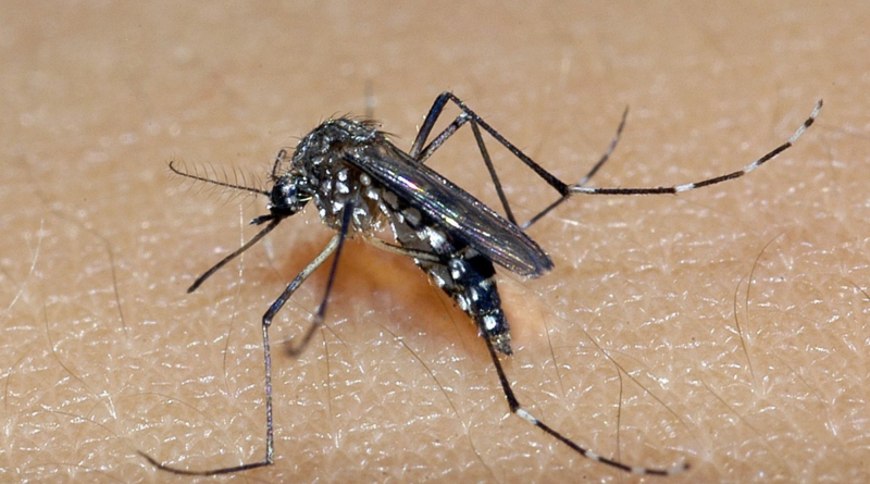 Sobe para 64 número de mortes por dengue na Bahia; epidemia abrange 197 municípios – G1