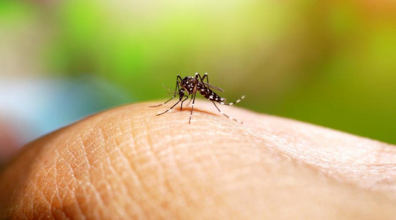 Quais cuidados tomar ao buscar remédios para sintomas da dengue – Ceará Agora