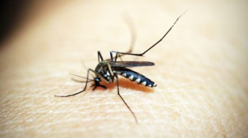 Brasil ultrapassa 4,5 milhões de casos de dengue – Poder360