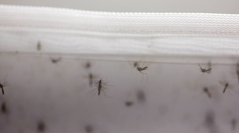 Dengue mantém tendência de queda em 24 estados e no Distrito Federal, diz Saúde – UOL