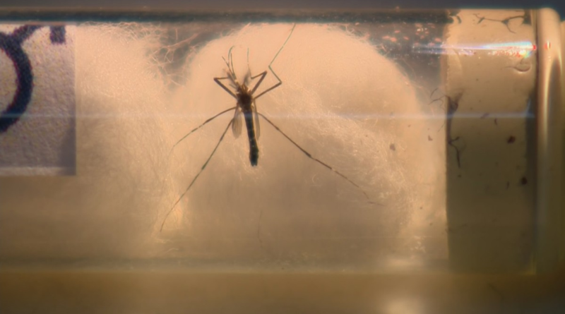 Dengue: com morte de adolescente em Hortolândia, região chega a 48 óbitos pela doença em 2024 – G1