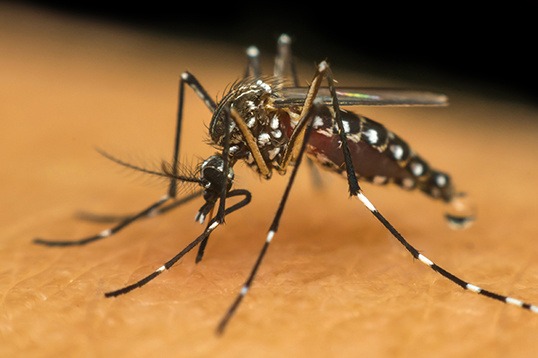 Confira como aliviar os sintomas da dengue em casa – MovNews – MovNews