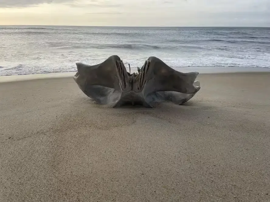 IMPRESSIONANTE: Fragmento de crânio gigante é encontrado em praia; VEJA IMAGEM