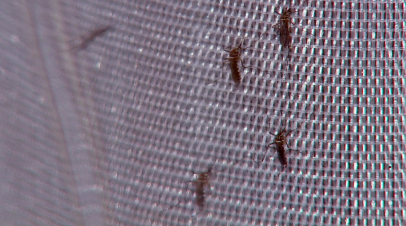 Dengue: Campinas projeta redução de casos após pico em abril, mas alerta para manter cuidados – G1
