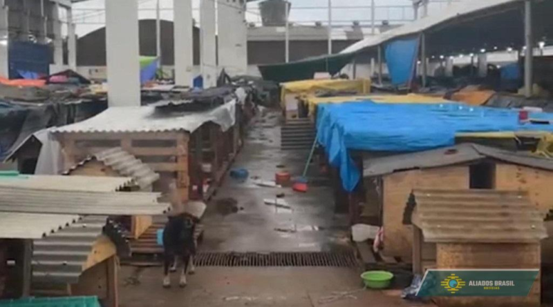 Voluntária encontra 3 mil cães abandonados em ‘abrigo’ no Rio Grande do Sul. VEJA O VÍDEO