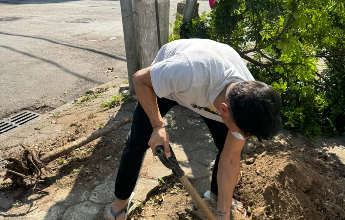 Curso de inglês é flagrado derrubando pau-brasil em Botafogo; árvore foi cortada sem autorização