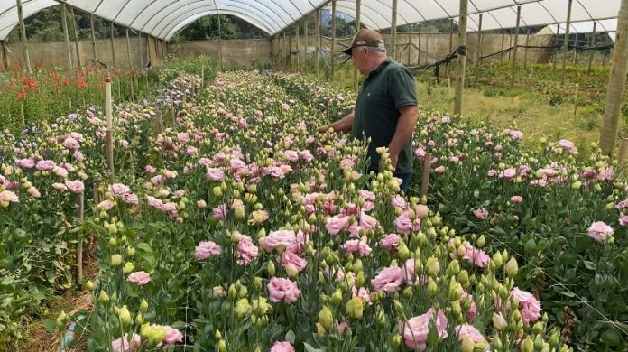 Chegada da Primavera impulsiona produção de flores no Estado do Rio de Janeiro