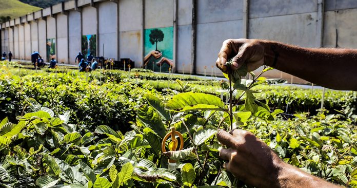 Replantando Vida é finalista de mais um prêmio ambiental