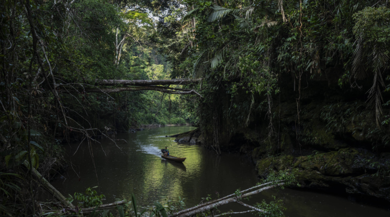 Serrapilheira abre inscrições para reportagens sobre biodiversidade amazônica