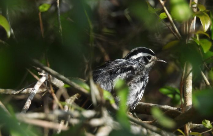 Ave rara, mariquita-riscadinha, é avistada em parque do Norte Fluminense