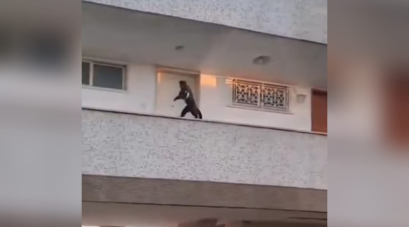 Macaco-prego furta bolo de apartamento na zona sul do Rio. Vídeo