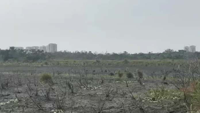 Obra da Iguá causa desastre ecológico no Bosque da Barra: lago seca e fauna luta pela sobrevivência