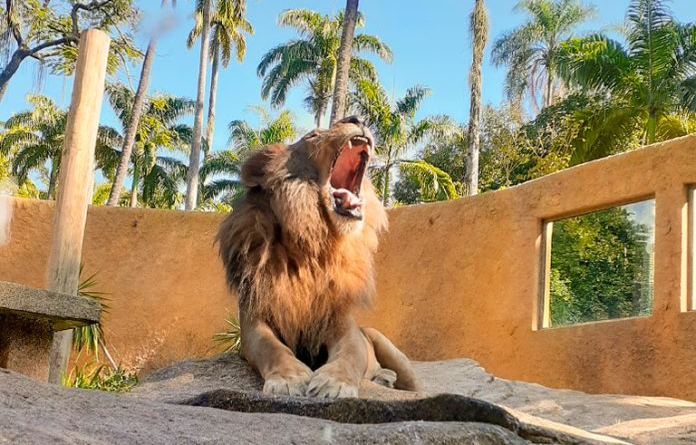 BioParque do Rio abre no feriado de 15 de outubro com programação especial